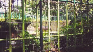 Kebun Binatang Jurug