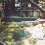 Kebun Binatang Jurug